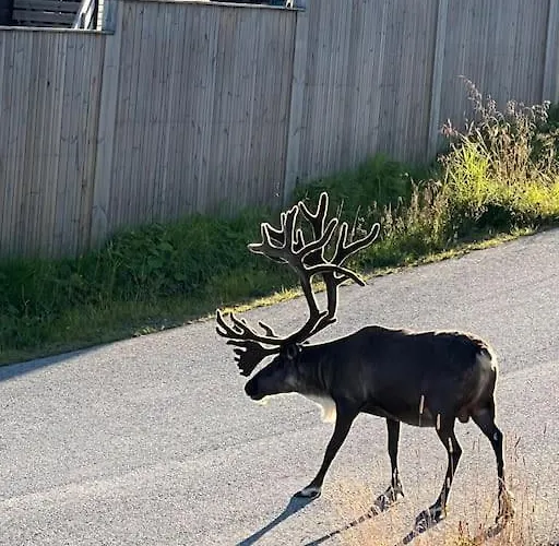 Modern At Kvaløysletta *