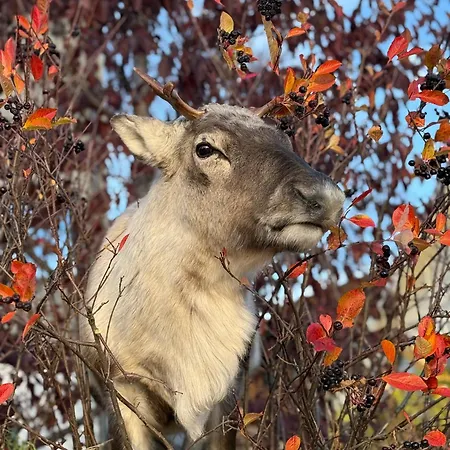 Sea Breeze & Silence - Kvaloysletta *