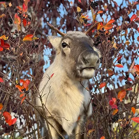 Apartment Sea Breeze & Silence - Kvaloysletta *